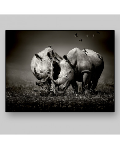Rhinos surrounded by birds, Nakuru National Park, Kenya