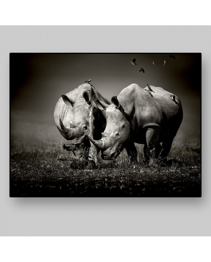 Rinocerontes rodeados de pájaros, Parque Nacional  Nakuru, Kenia