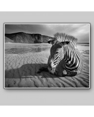 Cebra africana, Parque Nacional Kruger, SudÁfrica