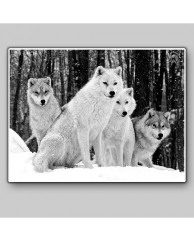 Lobo del ártico Lobo del ártico
