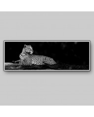 Leopardo, Parque Nacional Masai Mara, Tanzania