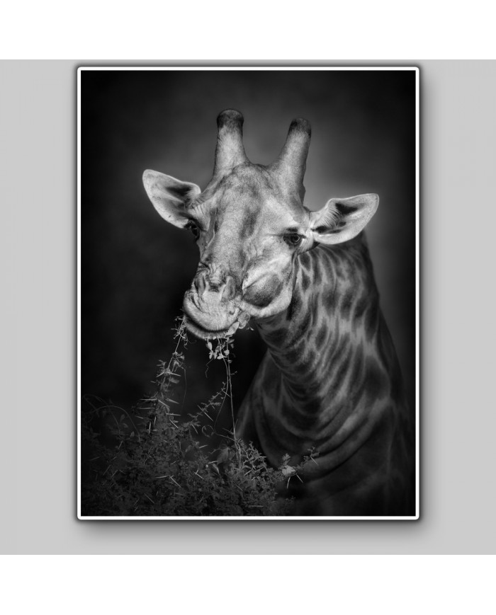 Jirafa, parque nacional Serengueti, Tanzania