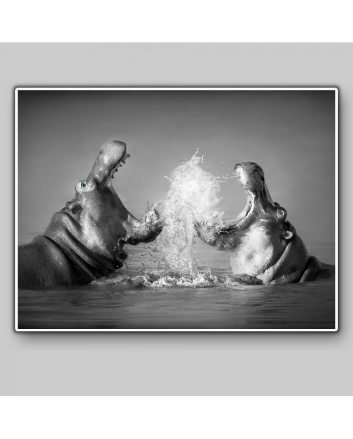 Lucha de hipopótamos, parque natural Serengueti, Tanzania