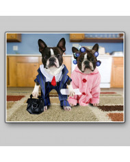 Pareja de boston terriers disfrazados