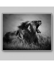 Rugido del león, Parque Nacional Nacional de los Volcanes, Ruanda