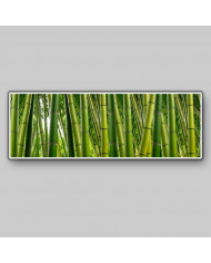 Bosque de bambús,India