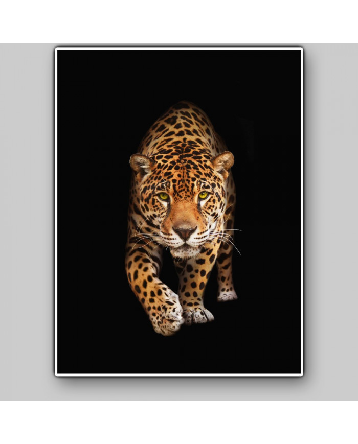 Retrato de un jaguar, Costa Rica