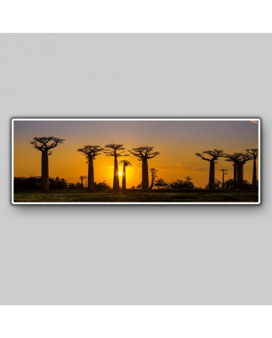 Baobab forest, Madagascar