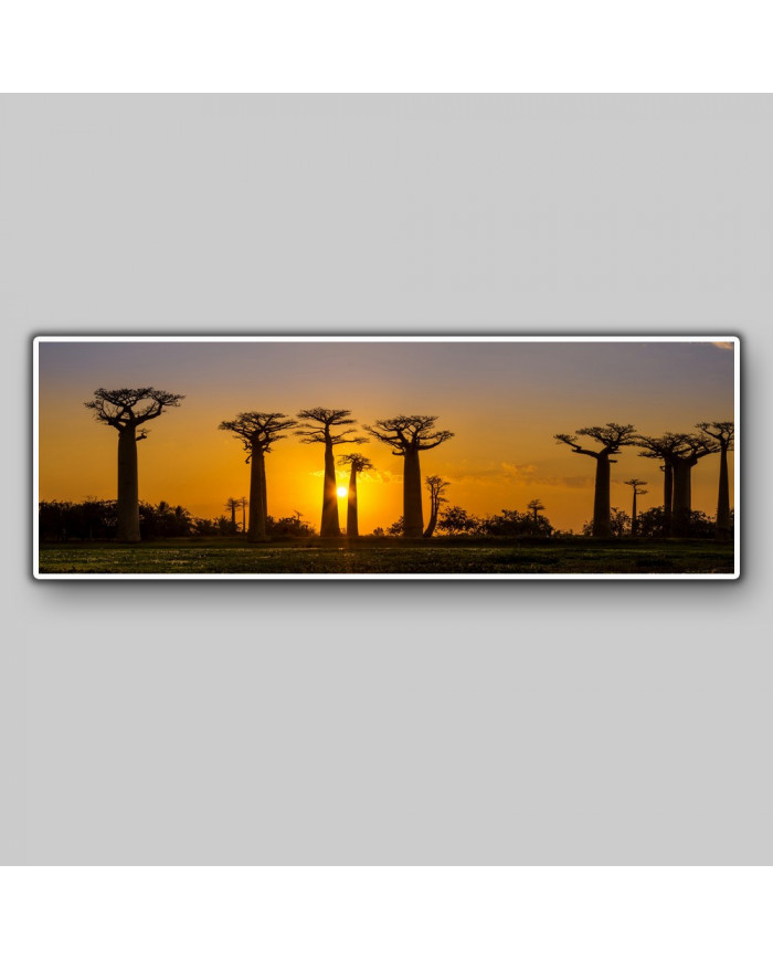 Bosque de baobabs, Madagascar