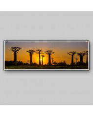 Bosque de baobabs, Madagascar