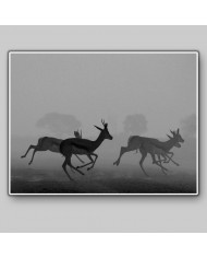 Antílopes en estampida,Kruger National Park,Sudáfrica