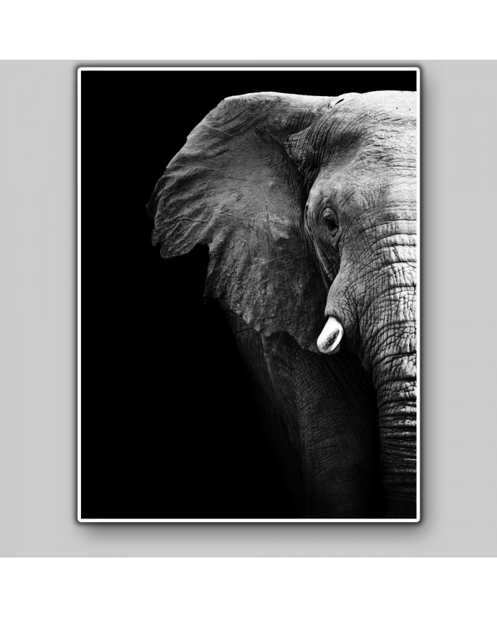 Retrato de un elefante, Parque Nacional Serengueti, Tanzania
