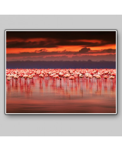 Flamingos on Lake Nakuru National Park, Kenya