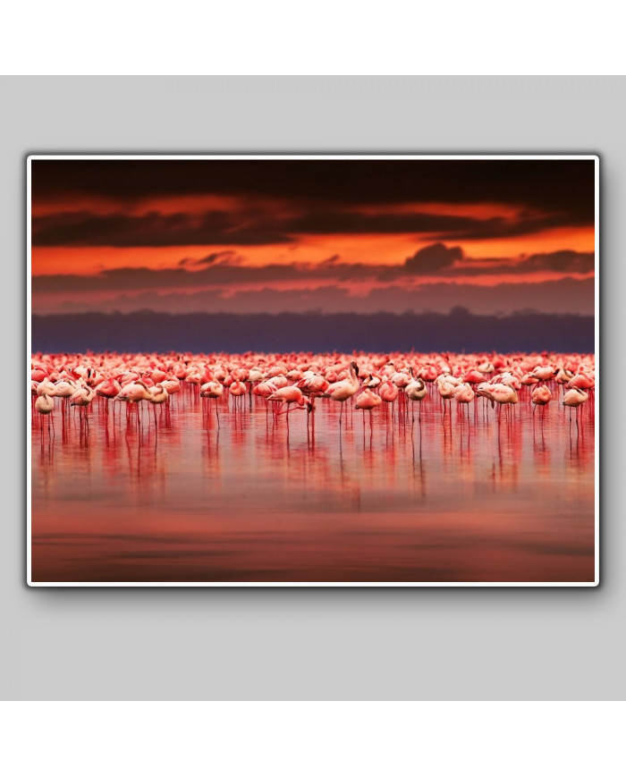 Flamencos en el lago del Parque Nacional de Nakuru, Kenia