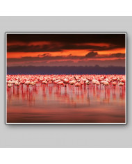 Flamencos en el lago del Parque Nacional de Nakuru, Kenia