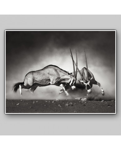 Antelope fight in the savannah, Etosha National Park, Namibia