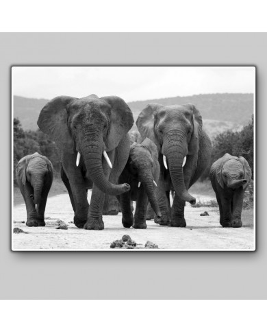 Manada de elefantes, parque nacional Kruger, SudÁfrica Manada de elefantes, parque nacional Kruger, SudÁfrica