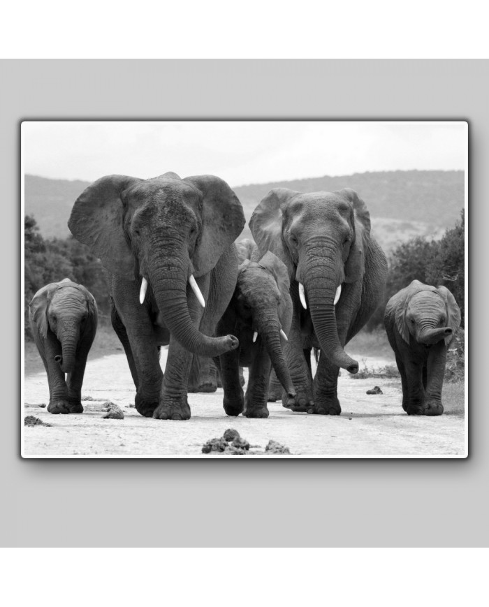 Manada de elefantes, parque nacional Kruger, SudÁfrica