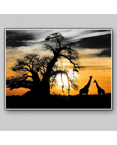 Sabana africana con baobab y jirafas Sabana africana con baobab y jirafas