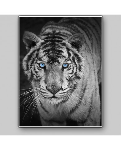 White tiger biting gaze, India