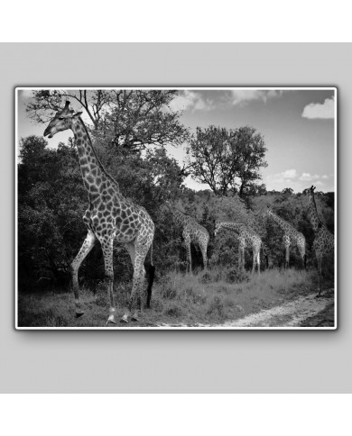 Jirafas en el arque nacional Kruger, SudÁfrica Jirafas en el arque nacional Kruger, SudÁfrica