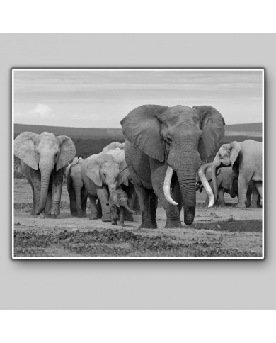 Elephant herd, Addo Elephant National Park, South Africa