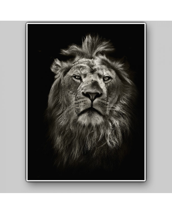 Retrato del león, Parque Nacional Masai Mara, Tanzania