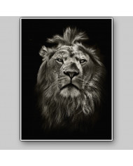 Retrato del león, Parque Nacional Masai Mara, Tanzania