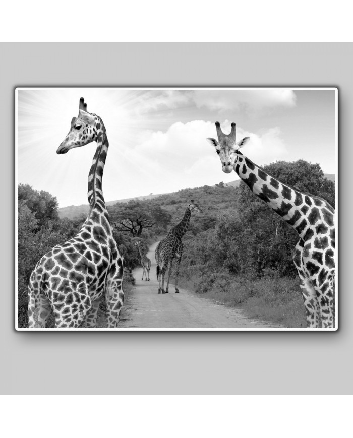 Jirafas, parque nacional Kruger, SudÁfrica