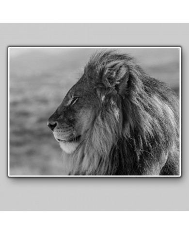 Majestic Lion, Kruger National Park, South Africa