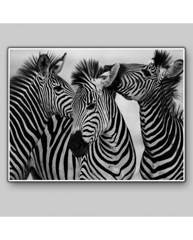 Cebras africanas Cebras africanas
