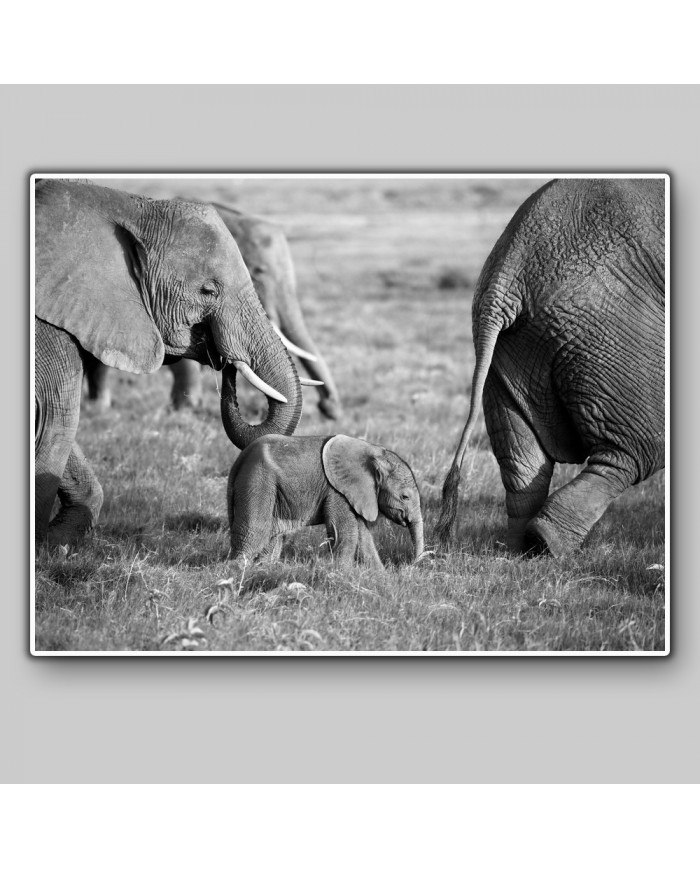 Familia de Elefantes en la sabana, Safari in Amboseli, Kenia
