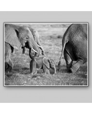 Familia de Elefantes en la sabana, Safari in Amboseli, Kenia