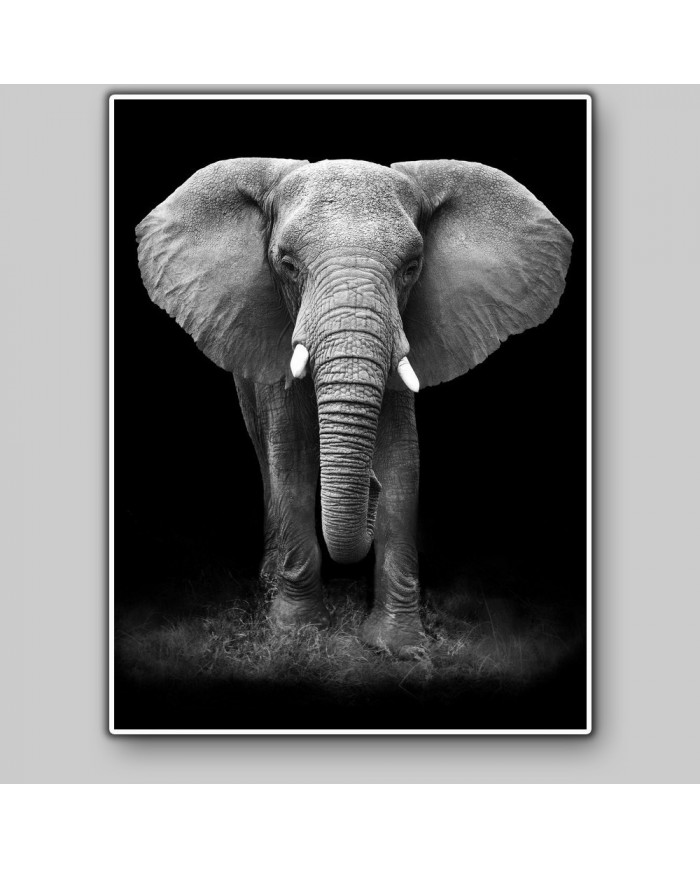 Elefante en la reserva de Gondwana, SudÁfrica