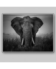 Elefante, Parque Nacional Serengueti, Tanzania