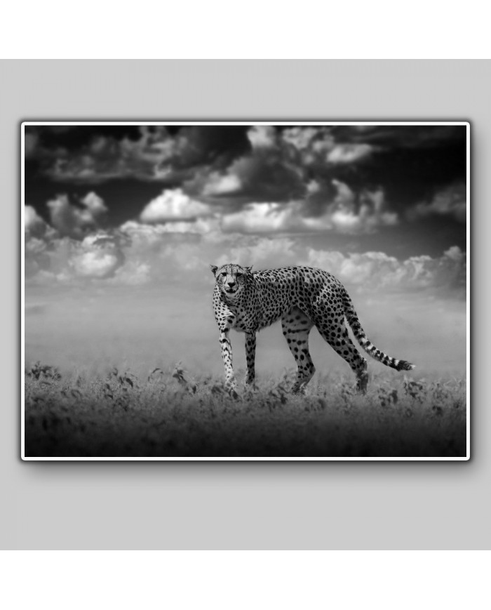 Cheetah, Parque Nacional Masai Mara, Tanzania