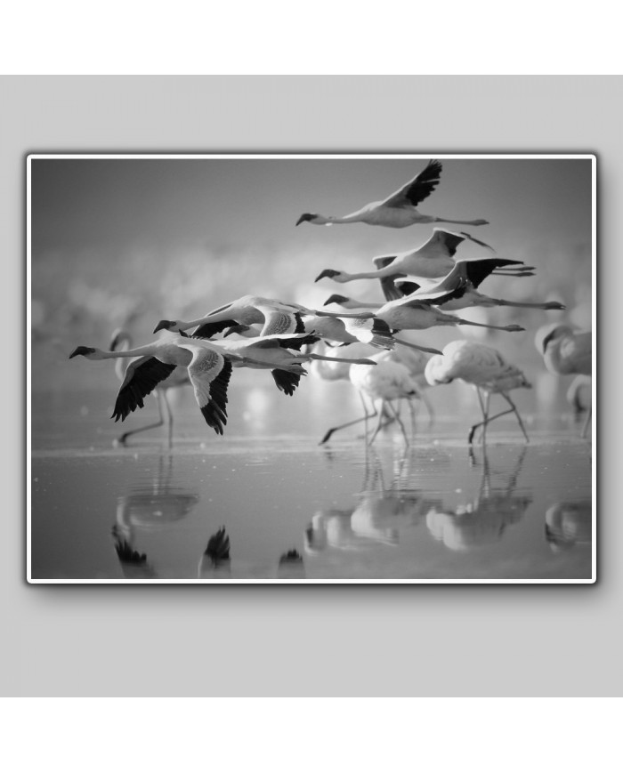 Bandada de flamencos enanos, Parque Nacional Nakuru, Kenia
