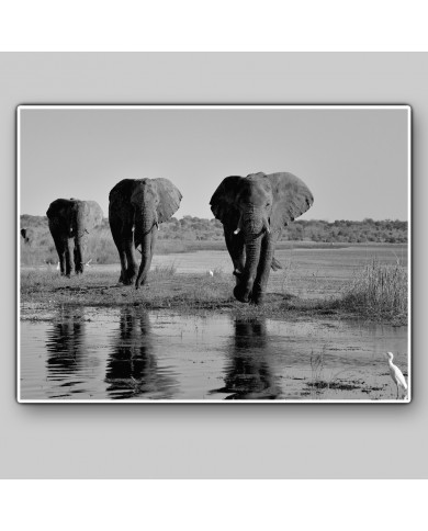 Elephant Path, Botswana, Africa