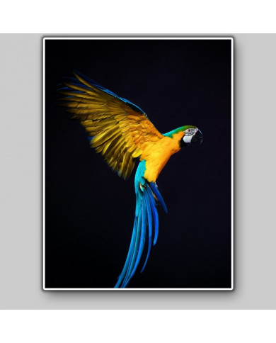 Portrait of a flying parrot