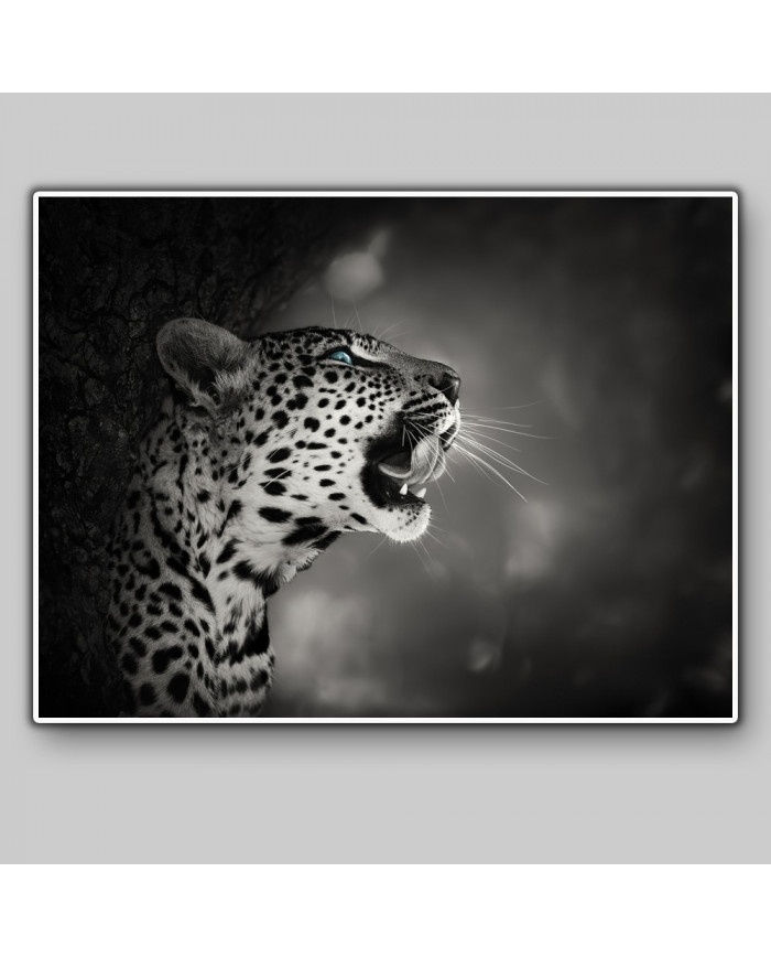 Leopardo, parque nacional Kruger, SudÁfrica