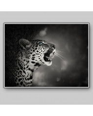 Leopardo, parque nacional Kruger, SudÁfrica