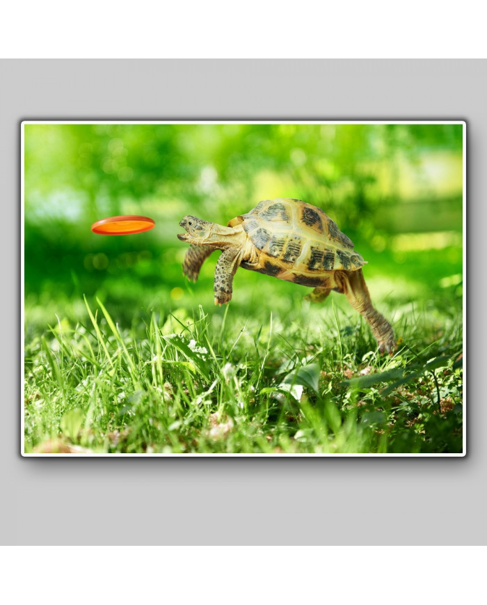 Salto de toruga para coger su frisbee