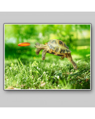 Salto de toruga para coger su frisbee