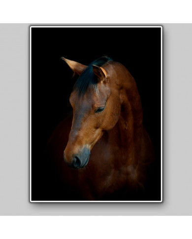 Retrato de caballo Retrato de caballo