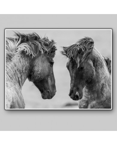 Caballos en lucha Caballos en lucha