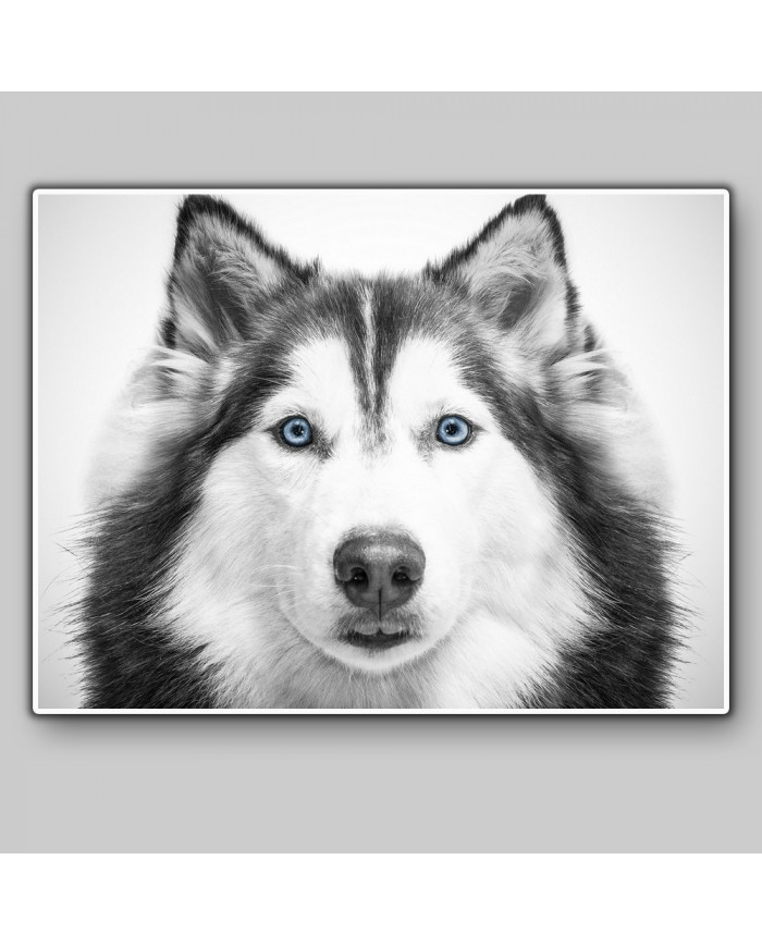 Husky siberiano