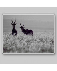 Antílopes, Golden Gate National Park, South Africa