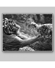 Tigres jugando en el agua