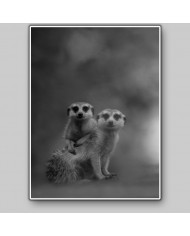 Pareja de suricatas, Desierto de Kalahari, Botswana