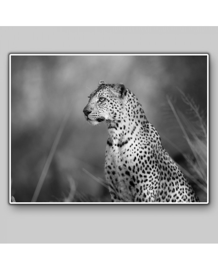 Leopardo, parque nacional Kalahari, SudÁfrica